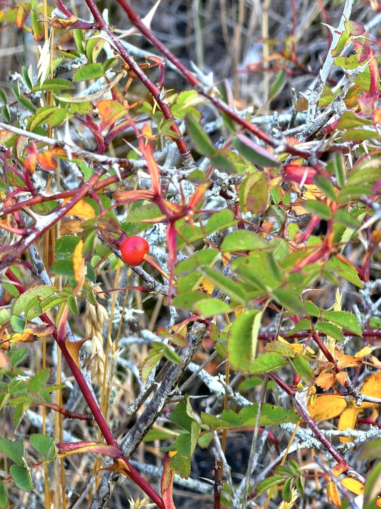 Rosa Nutkana