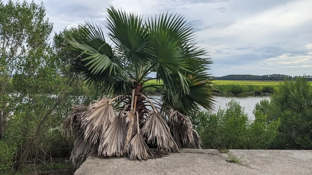 Washingtonia Robusta