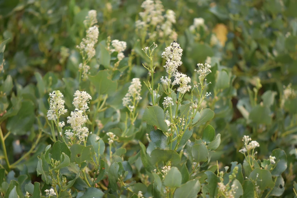 Ceanothus Velutinus