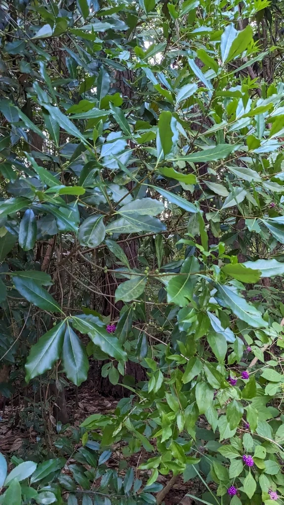 Osmanthus Americanus