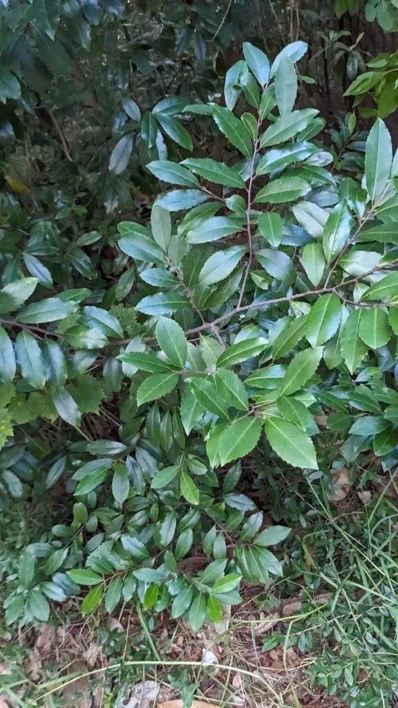 Prunus Caroliniana