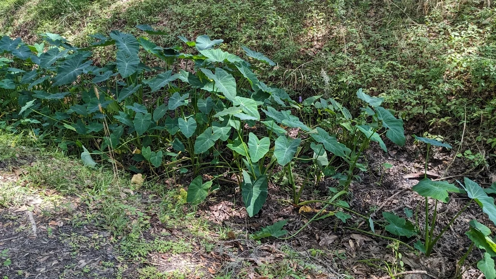 Colocasia esculenta
