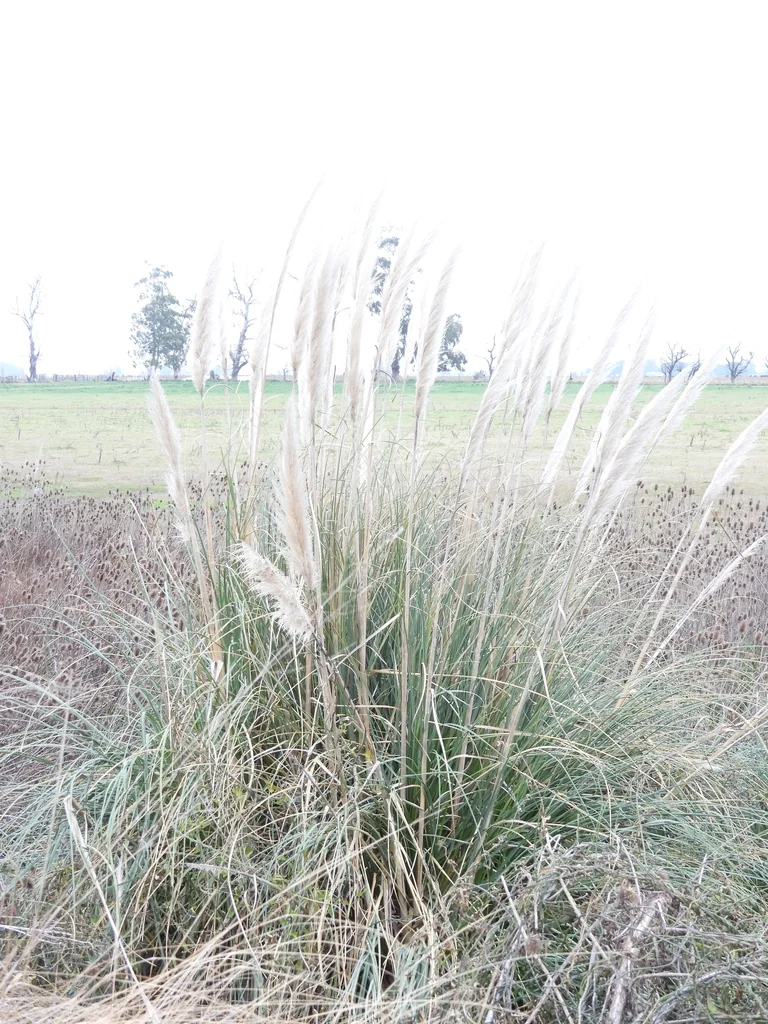 Cortaderia Selloana