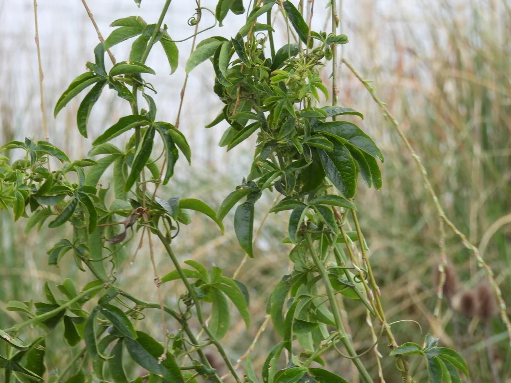 Passiflora Caerulea