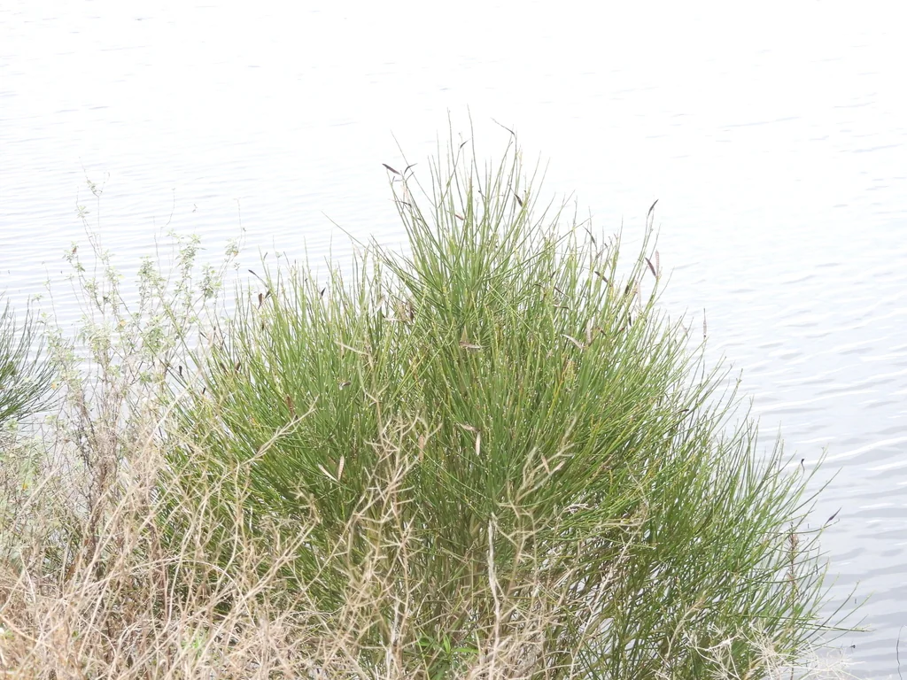 Spartium Junceum