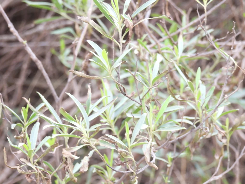 Baccharis Salicifolia