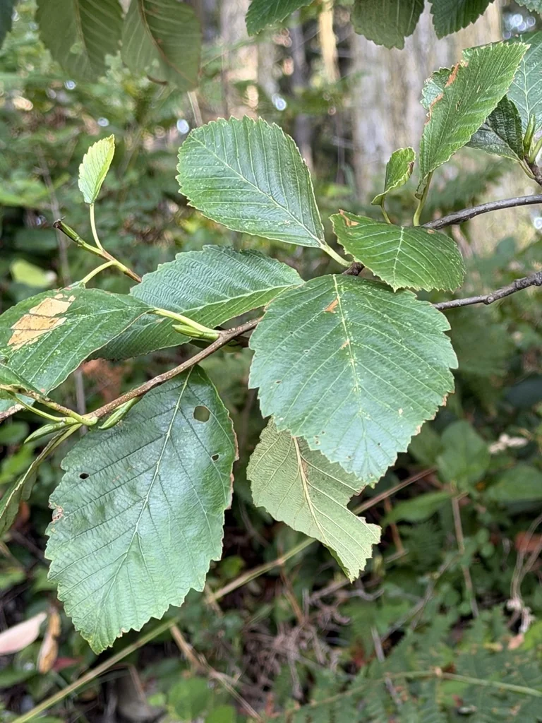 Alnus Rubra