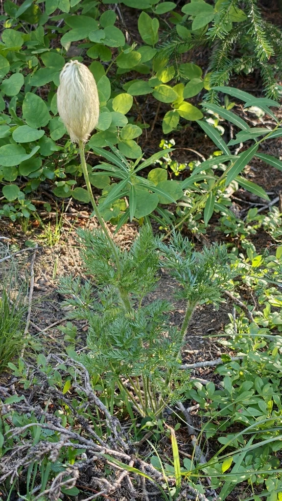 Anemone Occidentalis
