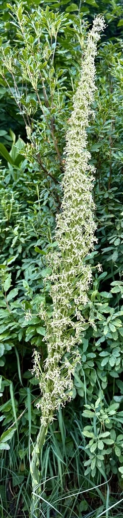 Xerophyllum Tenax