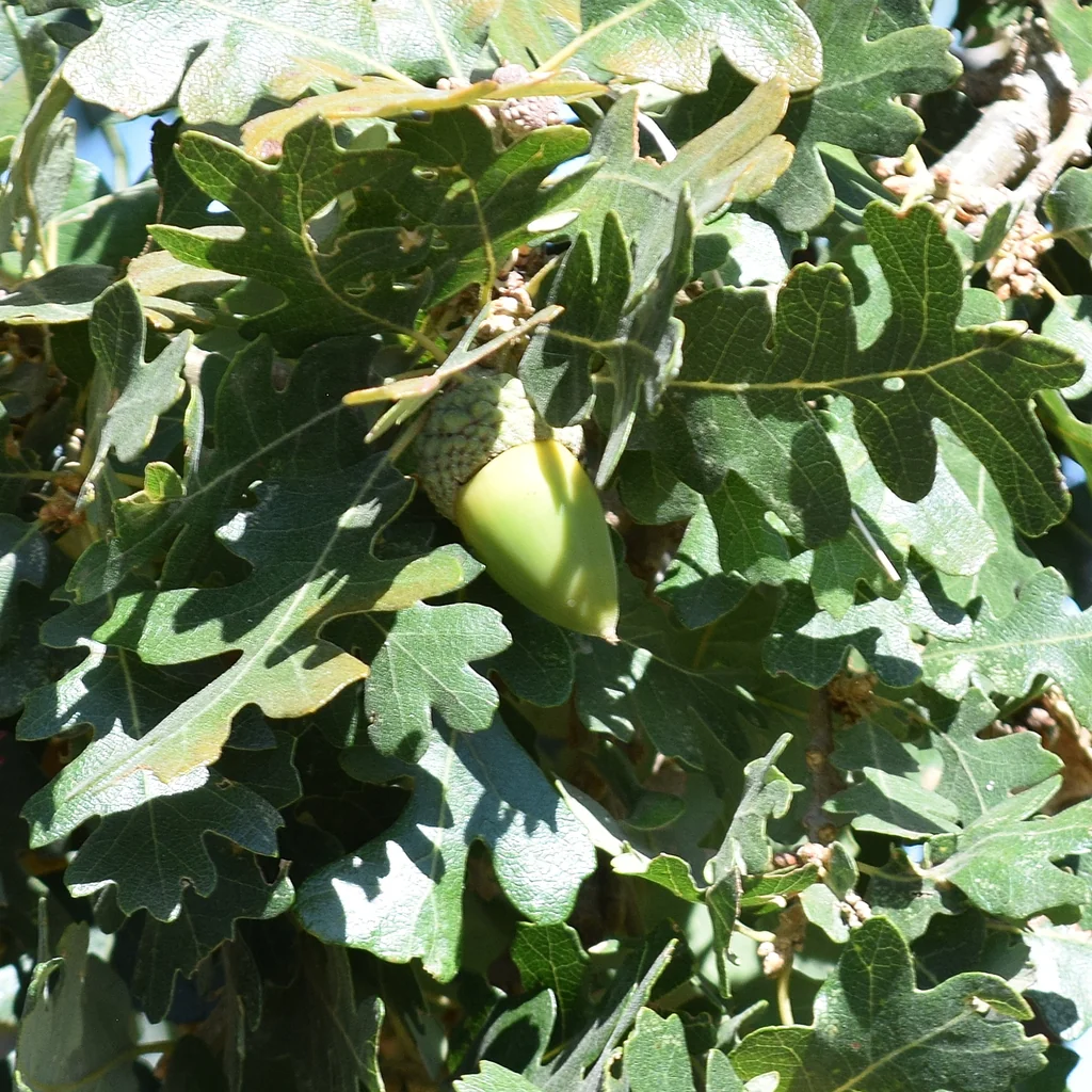Quercus Lobata