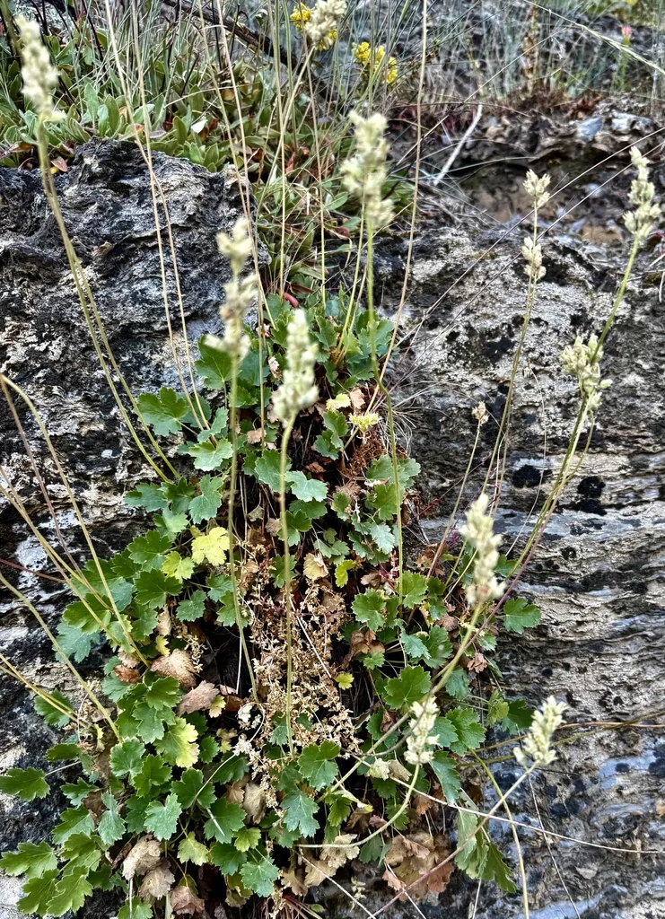 Heuchera Cylindrica