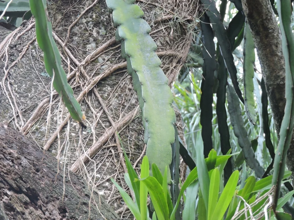 Hylocereus Undatus