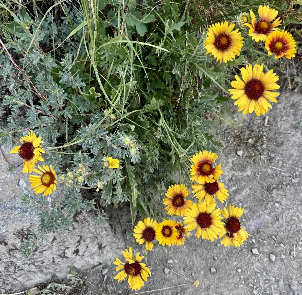 Gaillardia Aristata