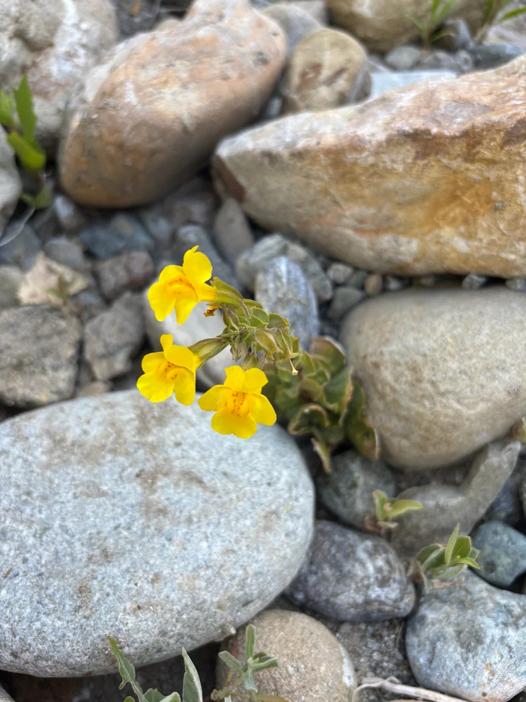 Mimulus Guttatus