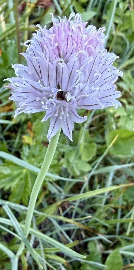 Allium Schoenoprasum