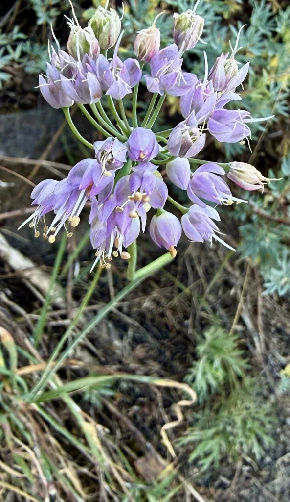 Allium Cernuum