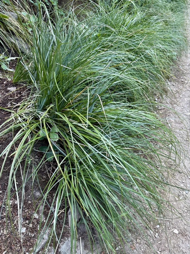 Xerophyllum Tenax