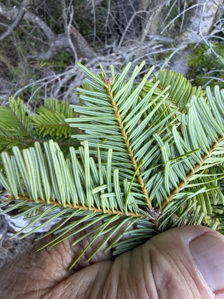 Abies Grandis