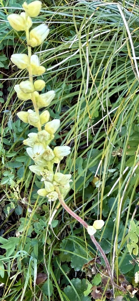 Heuchera Cylindrica