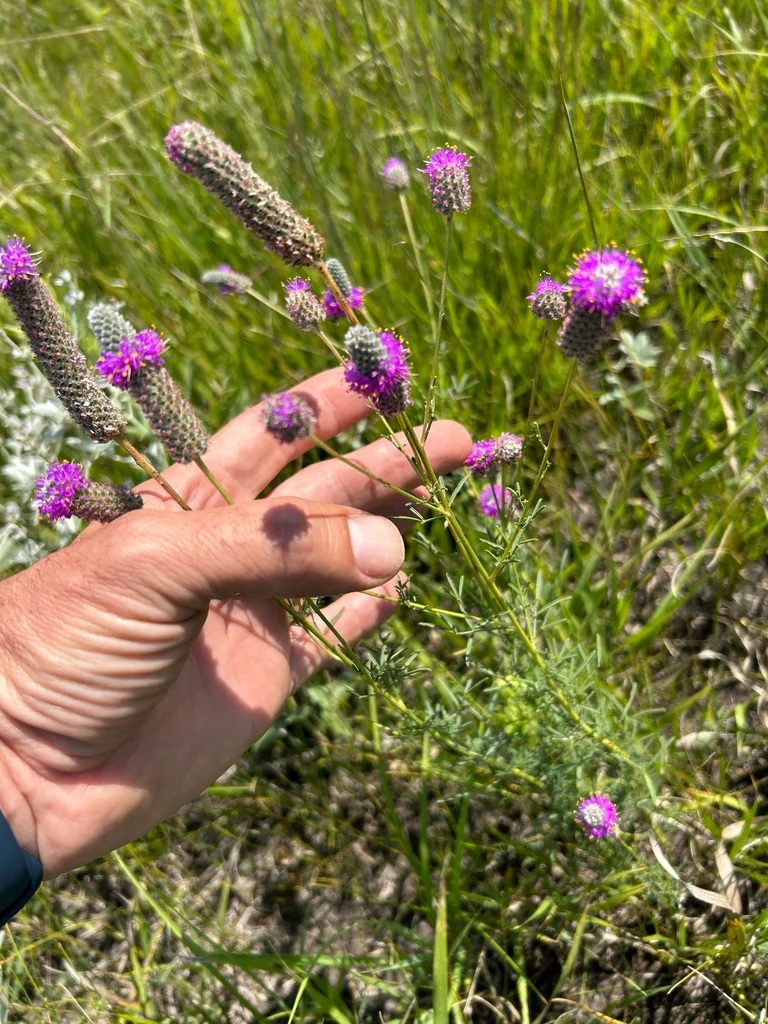 Dalea Purpurea