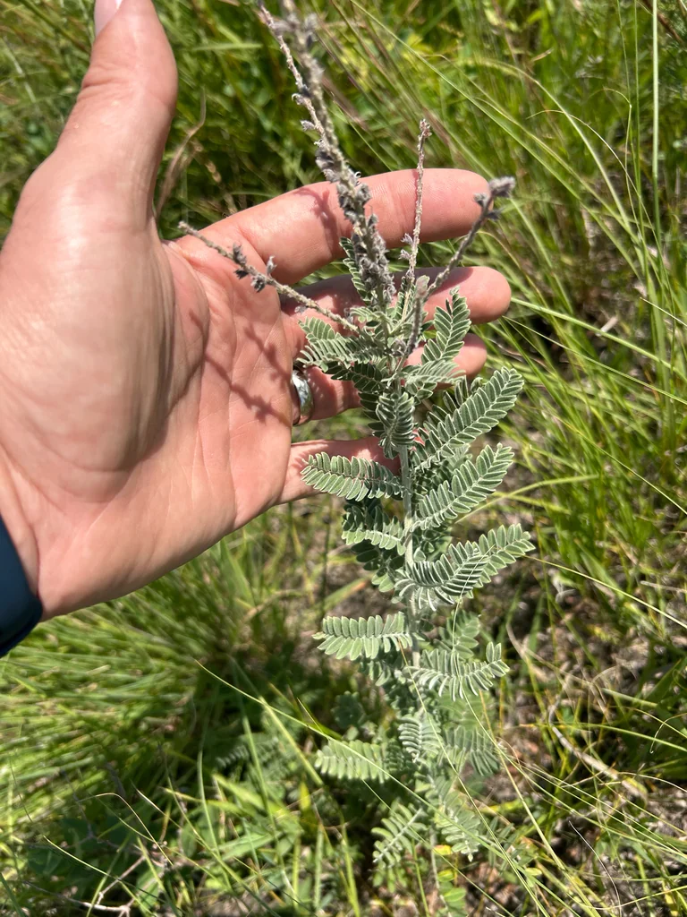 Amorpha Canescens