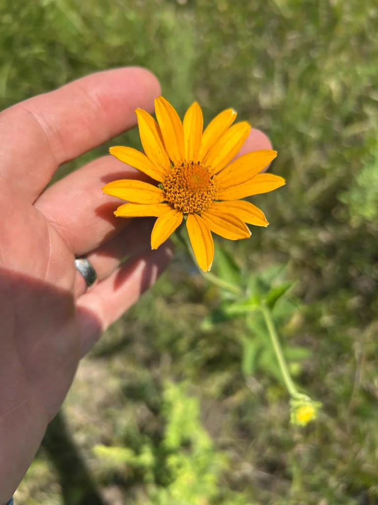 Heliopsis helianthoides