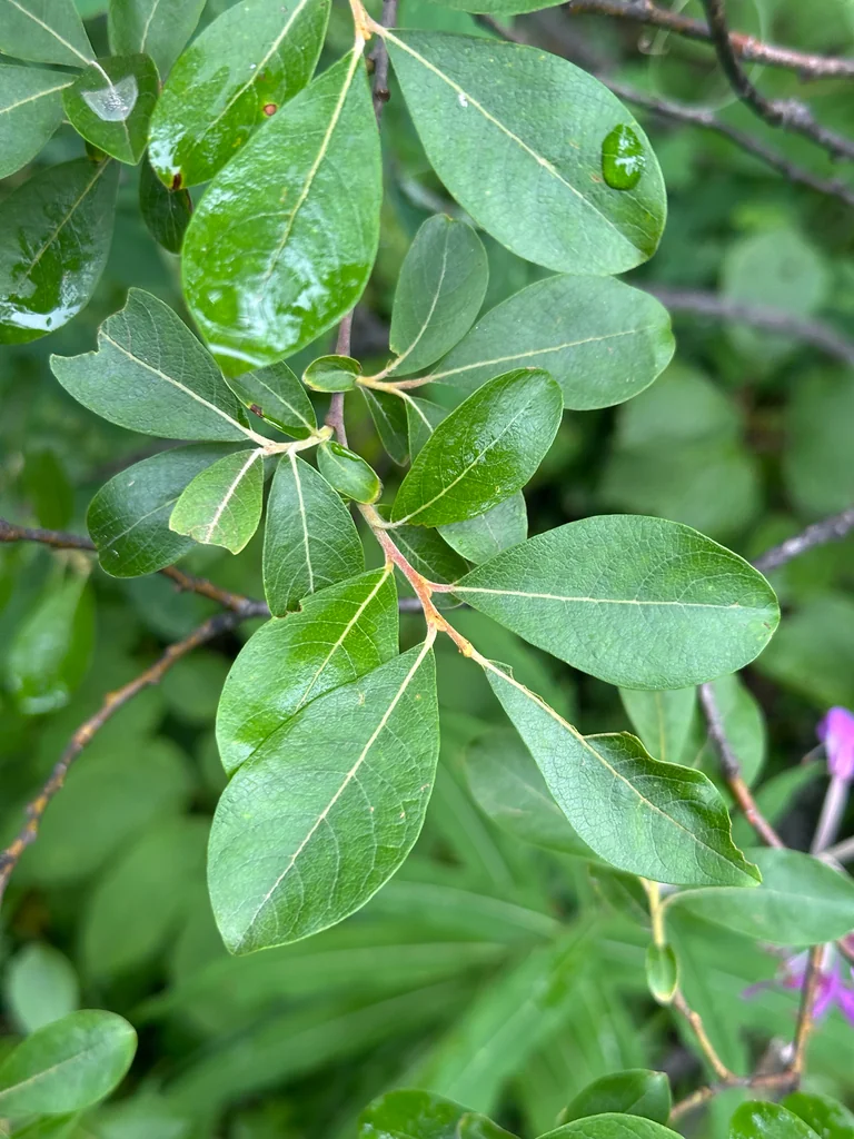 Salix Scouleriana