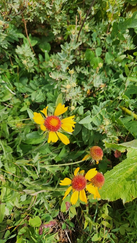 Gaillardia Aristata