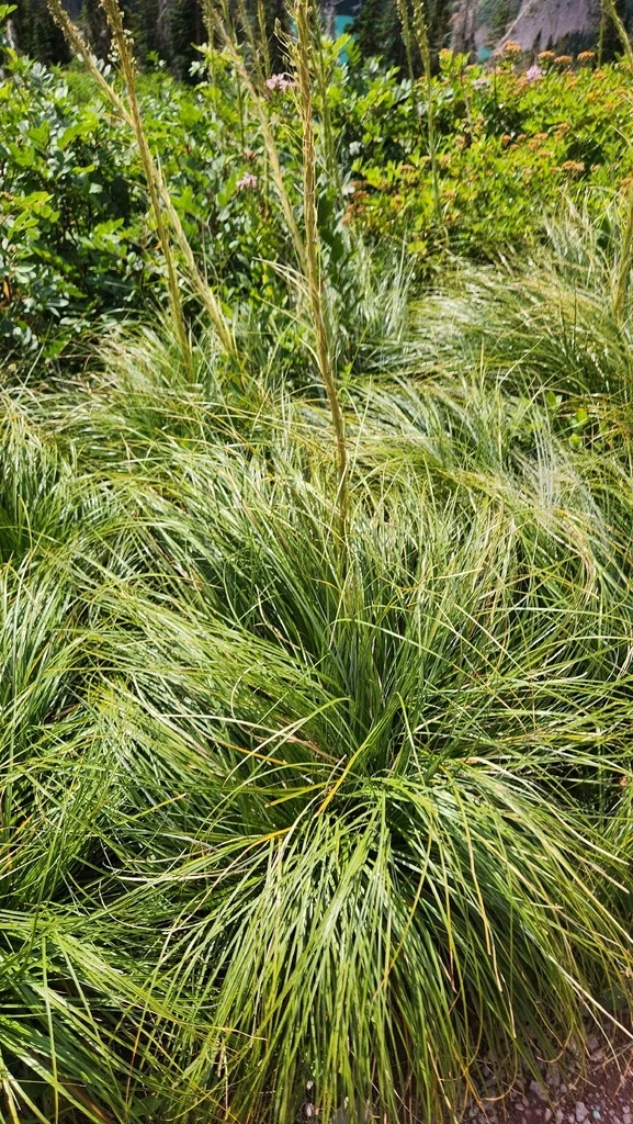 Xerophyllum Tenax