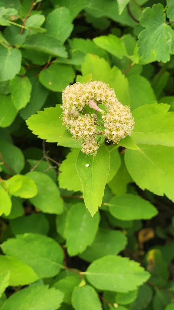 Spiraea Betulifolia Var. Lucida