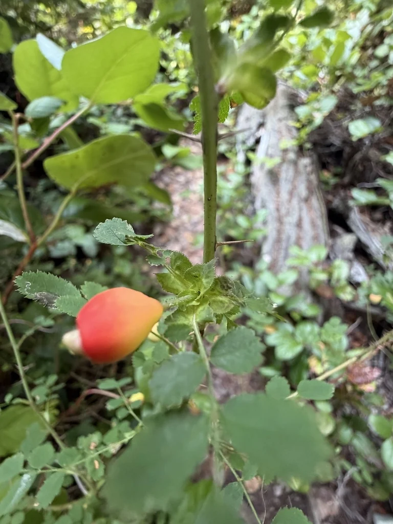 Rosa gymnocarpa