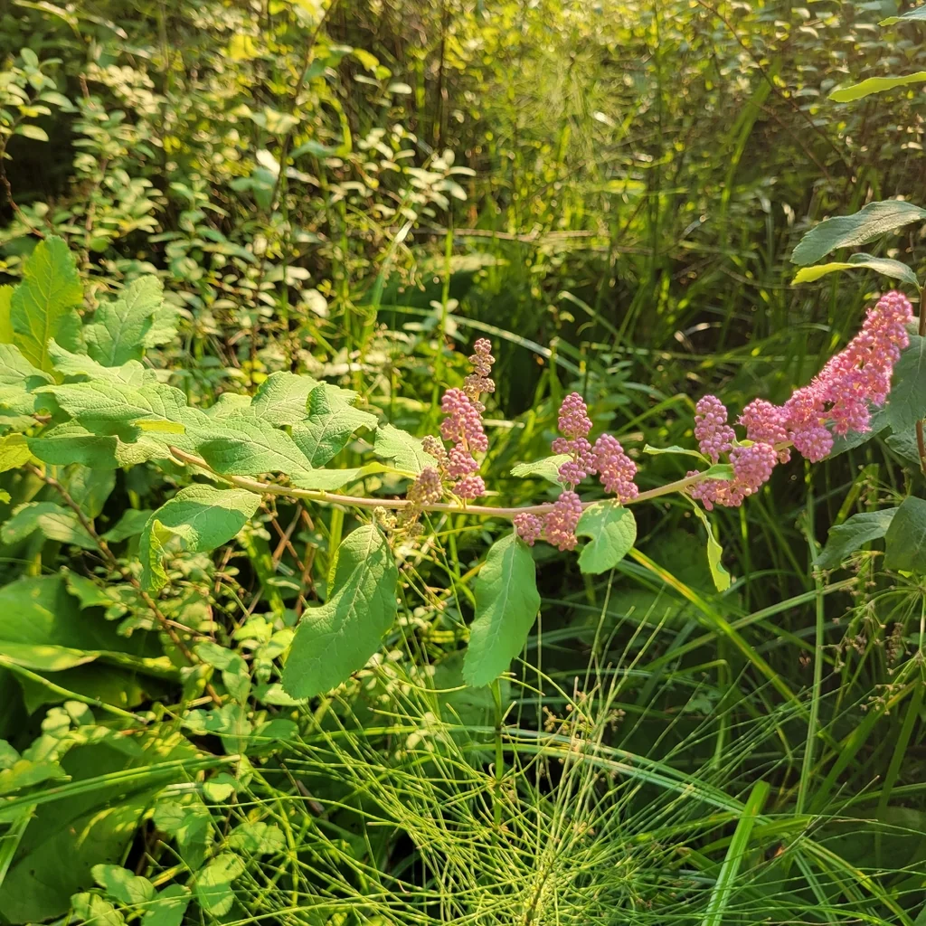 Spiraea Douglasii