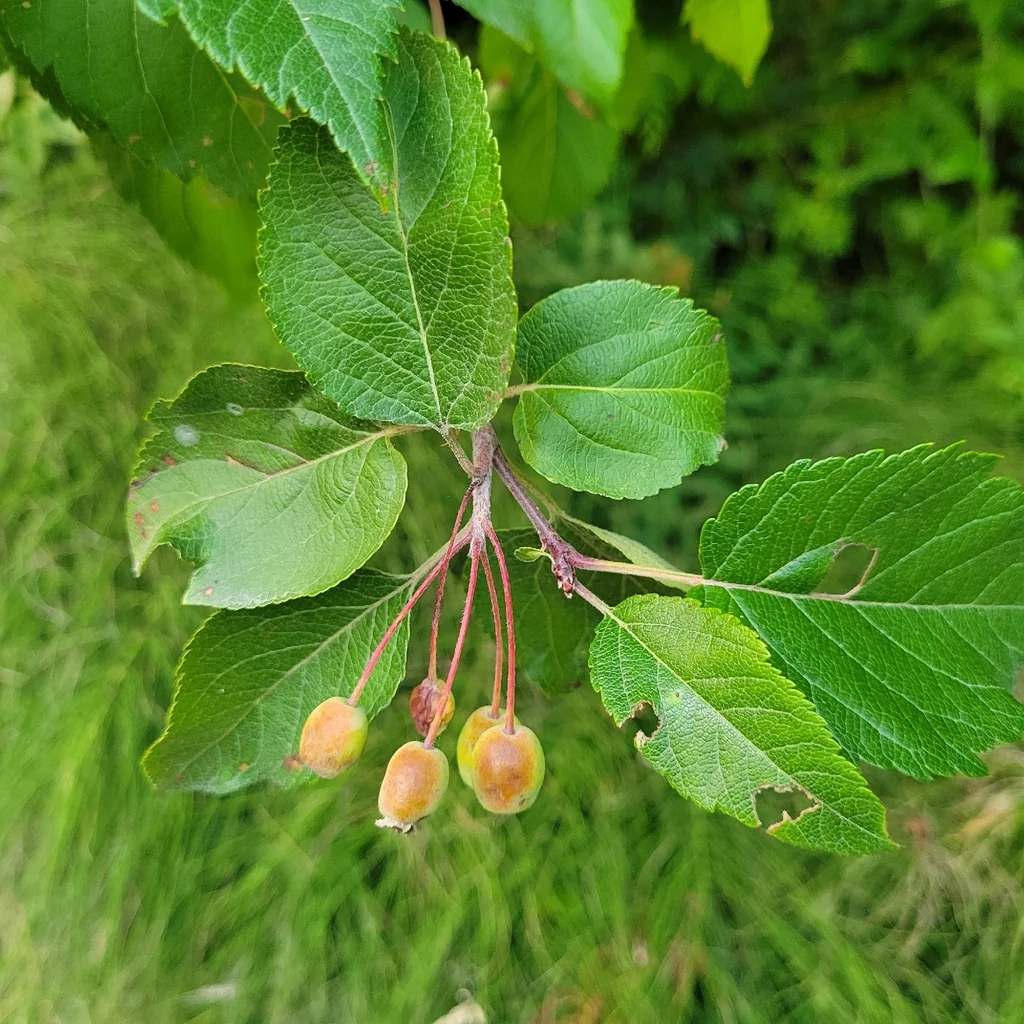 Malus Fusca
