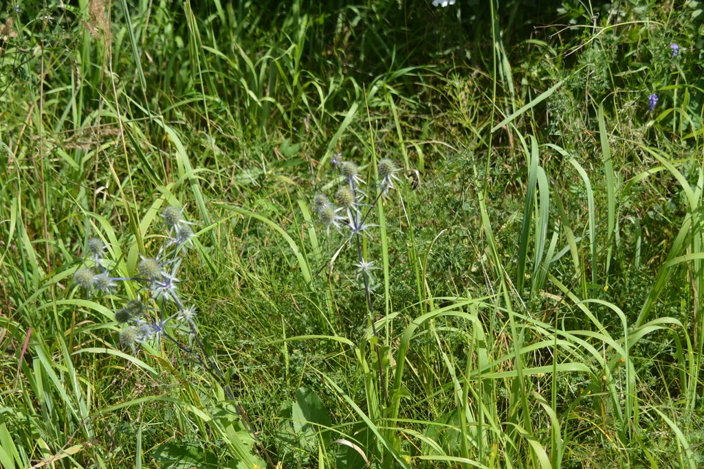 Eryngium Planum