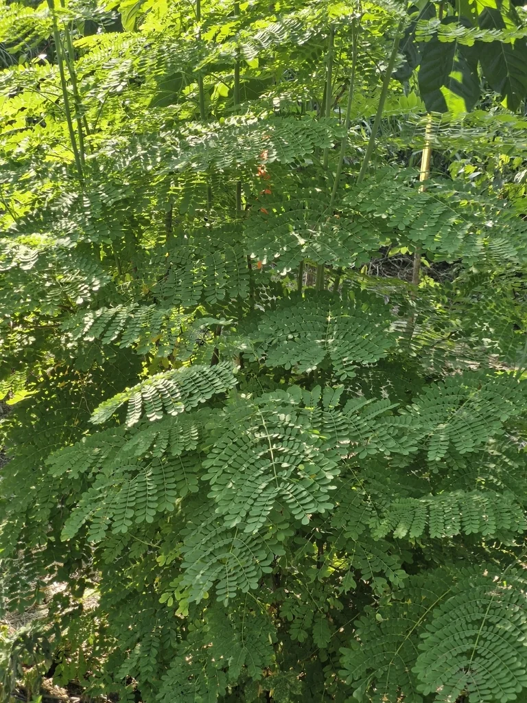 Caesalpinia Pulcherrima