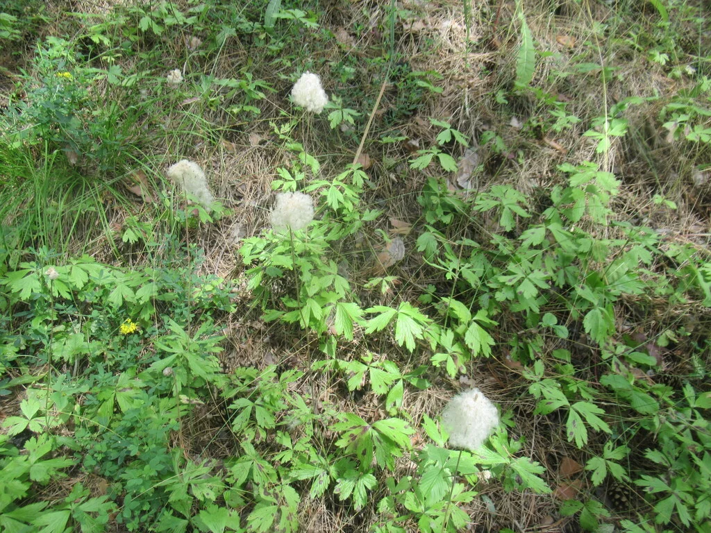 Anemone Sylvestris