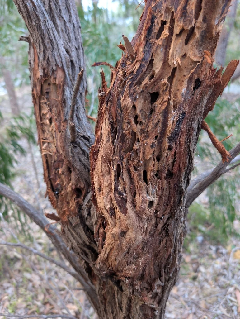 Agonis Flexuosa