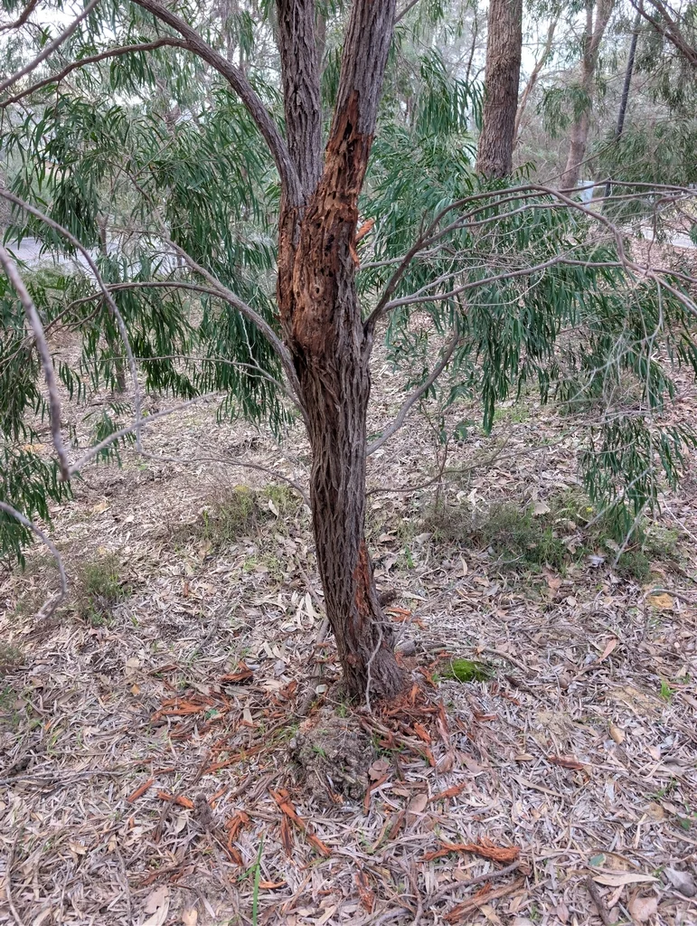 Agonis Flexuosa