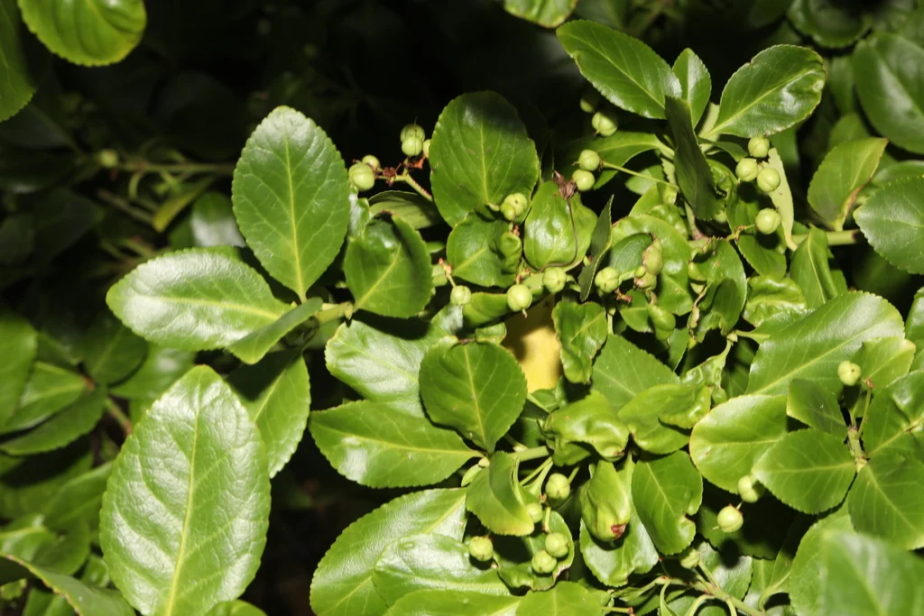 Euonymus Japonicus