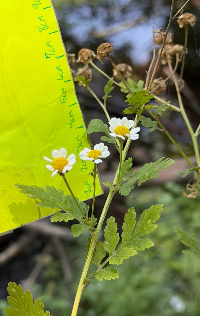 Tanacetum Parthenium