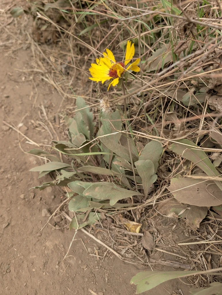 Gaillardia Aristata