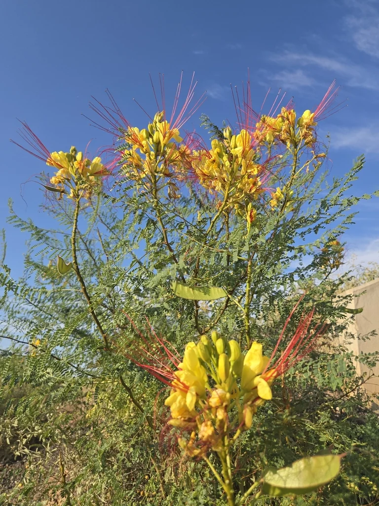 Caesalpinia Gilliesii