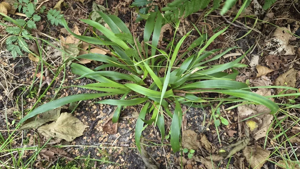 Luzula Pilosa