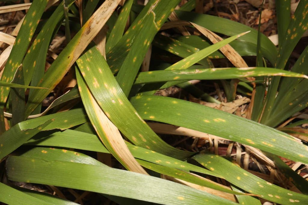 Iris Foetidissima