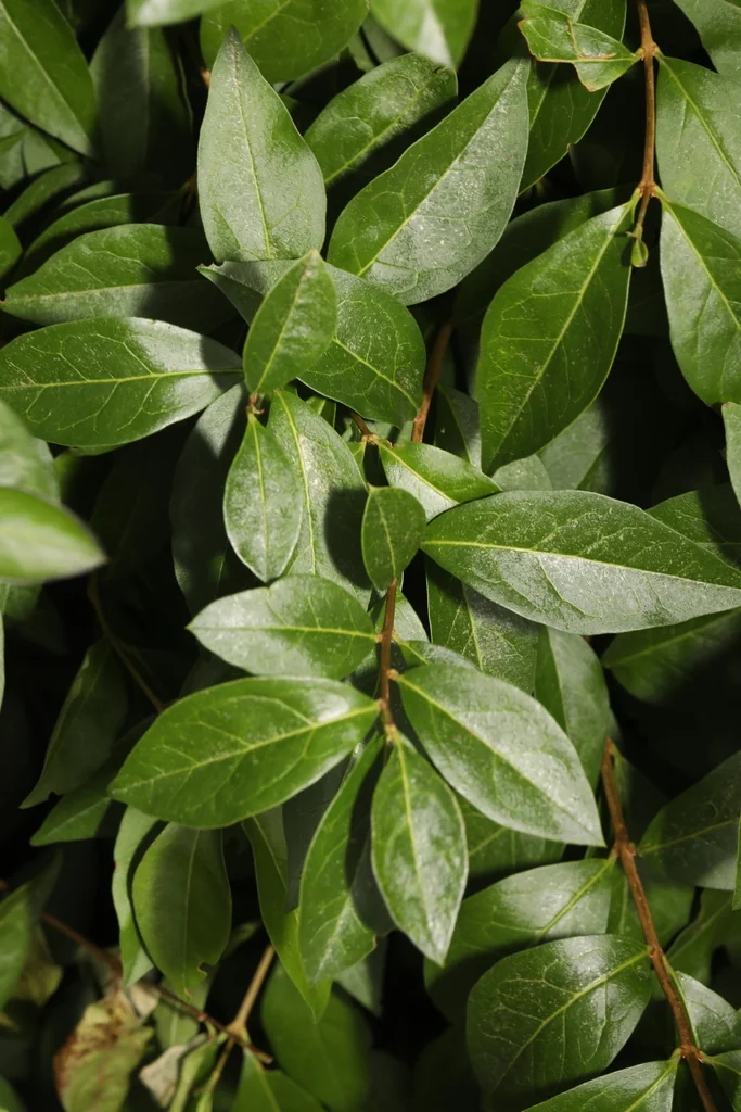 Ligustrum Ovalifolium
