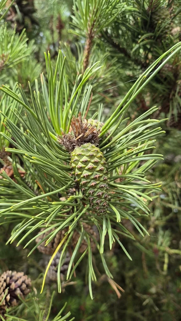 Pinus Contorta