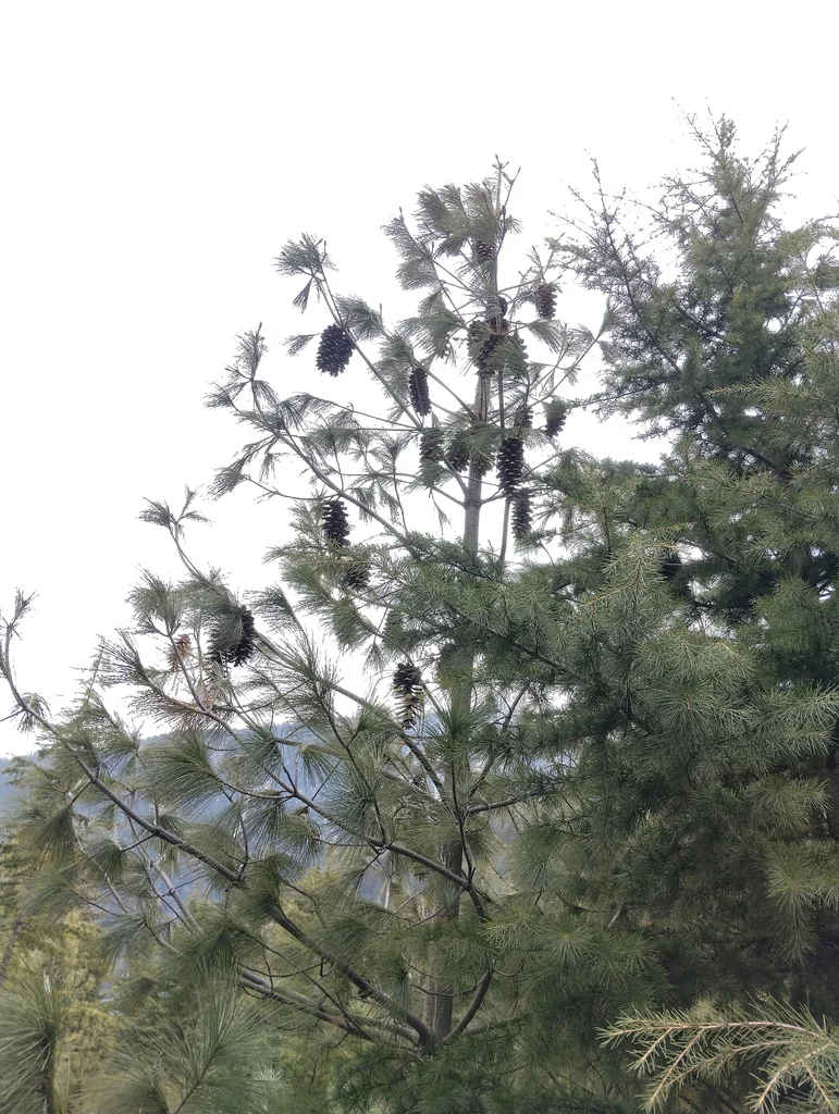 Pinus Wallichiana