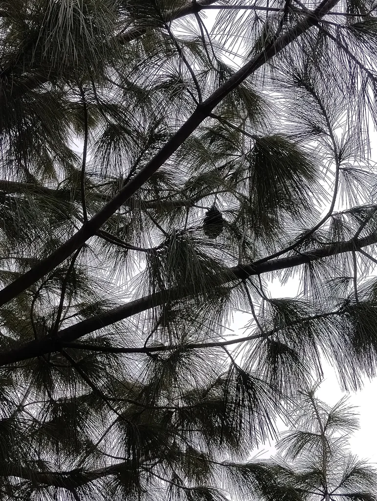 Pinus Wallichiana