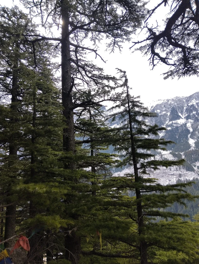 Cedrus Deodara