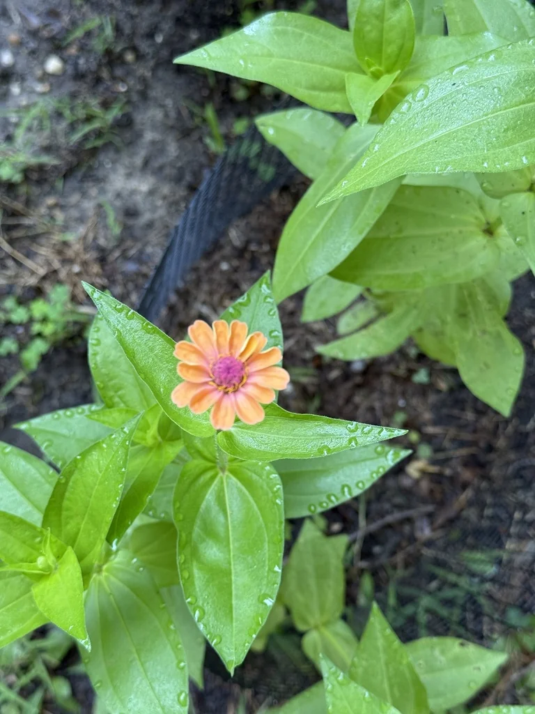 Zinnia Elegans